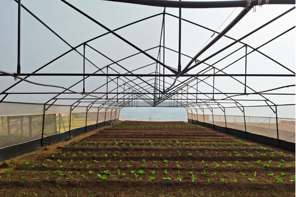 Commercial Greenhouse Tunnels A Sustainable Solution for Modern Farming